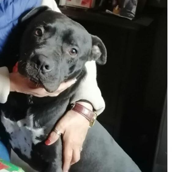 cartel de perro perdido