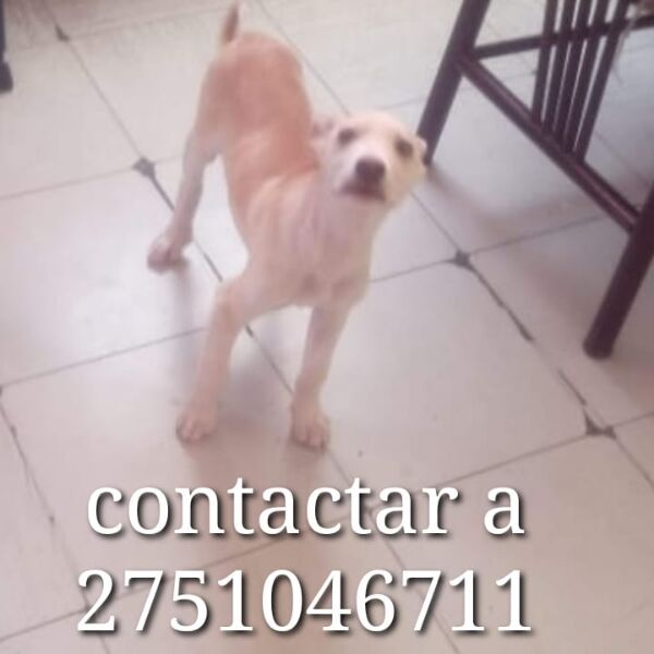 cartel de perro perdido