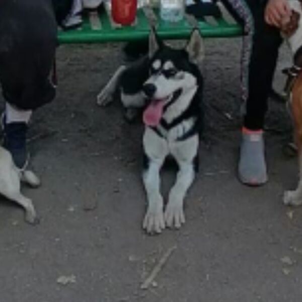 cartel de perro perdido