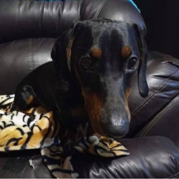 cartel de perro perdido