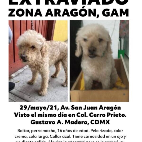 cartel de perro perdido