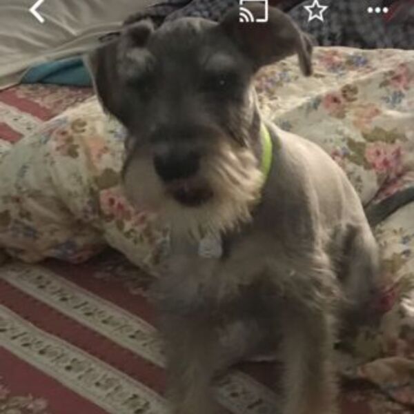 cartel de perro perdido