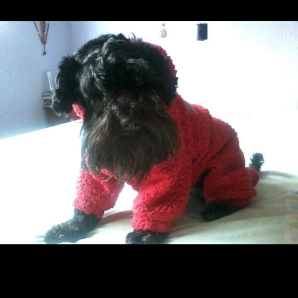 cartel de perro perdido