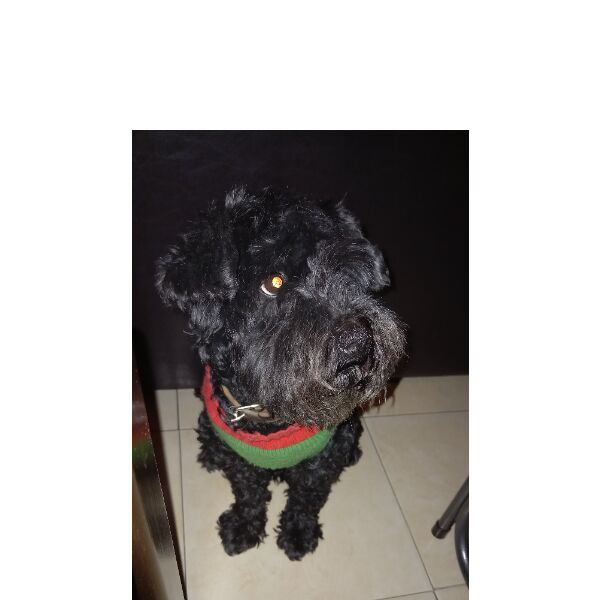 cartel de perro perdido