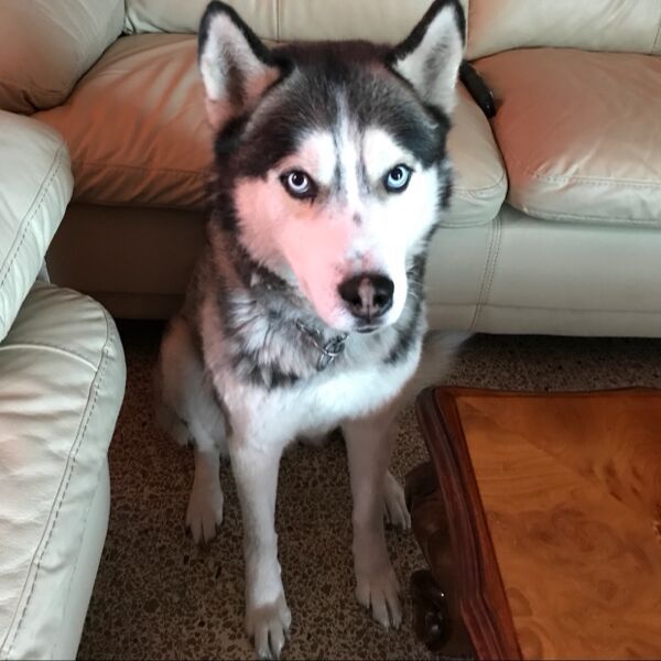 cartel de perro perdido