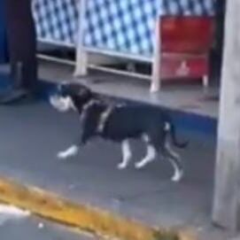 cartel de perro perdido