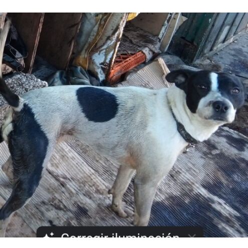 cartel de perro perdido