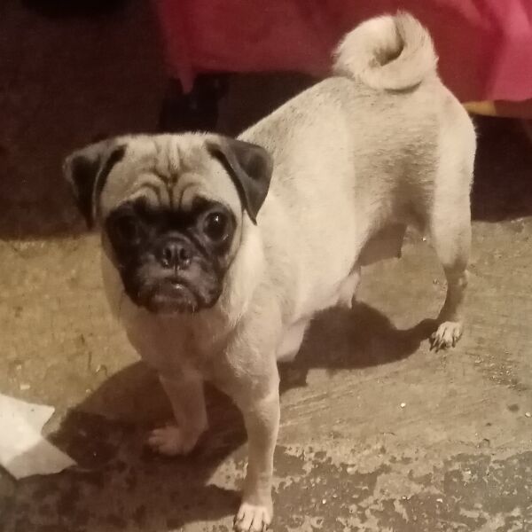 cartel de perro perdido