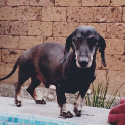 cartel de perro perdido