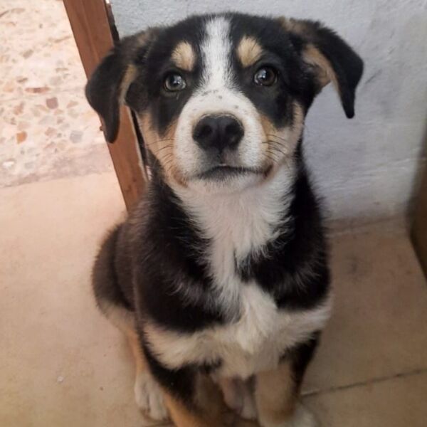 cartel de perro perdido