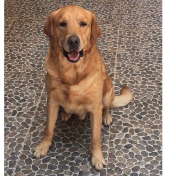 cartel de perro perdido