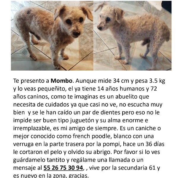 cartel de perro perdido