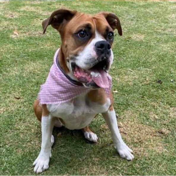 cartel de perro perdido