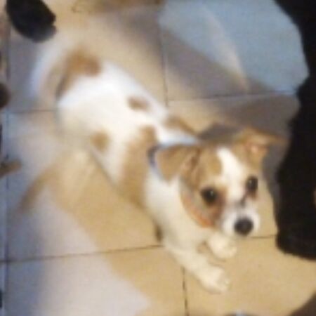 cartel de perro perdido