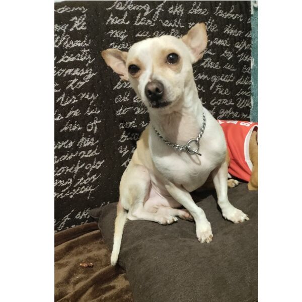 cartel de perro perdido