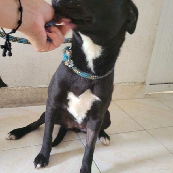 cartel de perro perdido