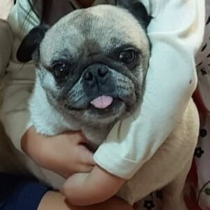 cartel de perro perdido