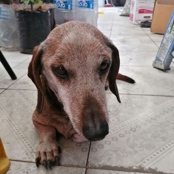 cartel de perro perdido