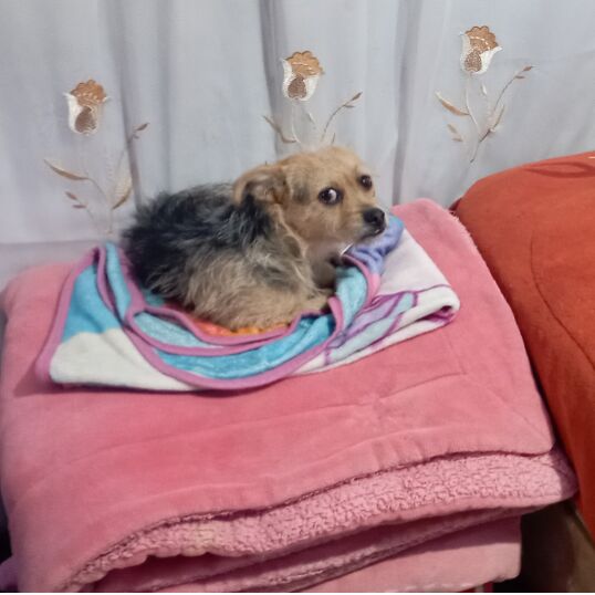 cartel de perro perdido