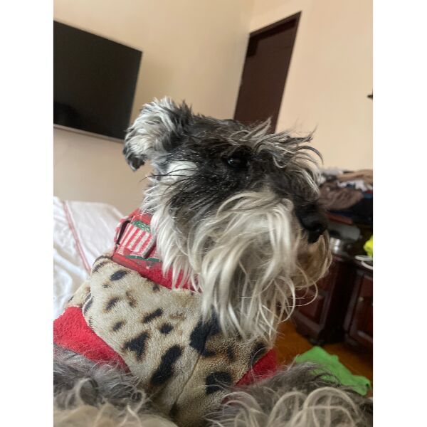 cartel de perro perdido