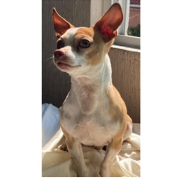 cartel de perro perdido