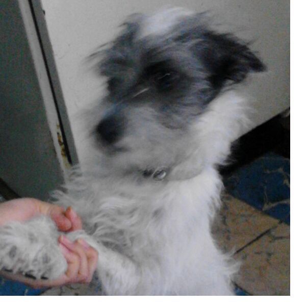 cartel de perro perdido