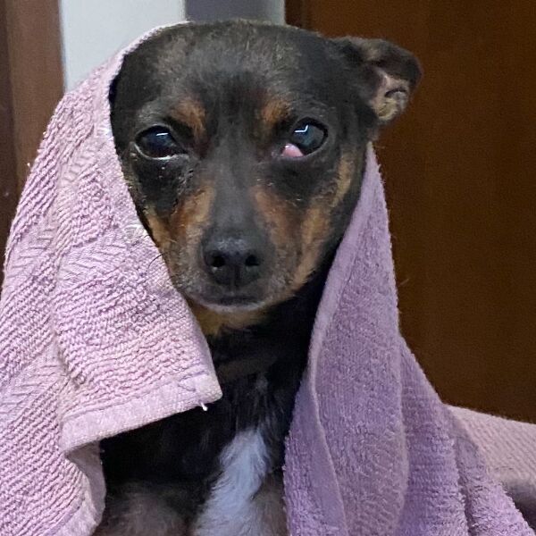 cartel de perro perdido