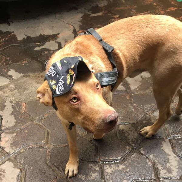 cartel de perro perdido