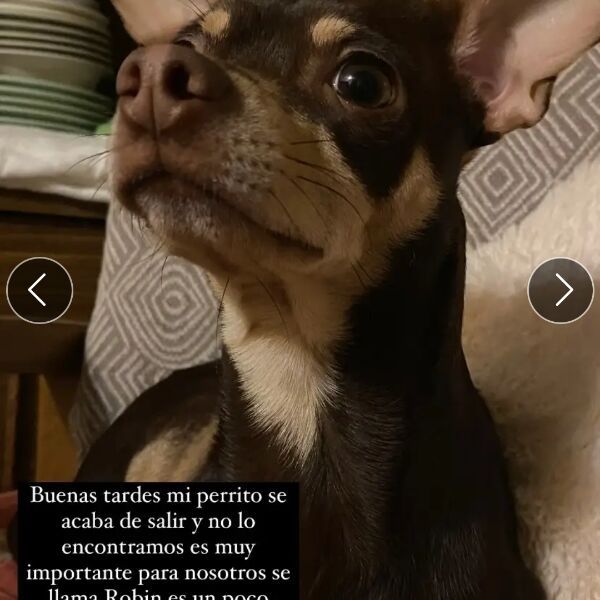 cartel de perro perdido