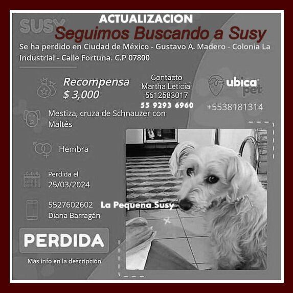 cartel de perro perdido