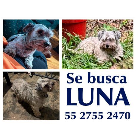 cartel de perro perdido