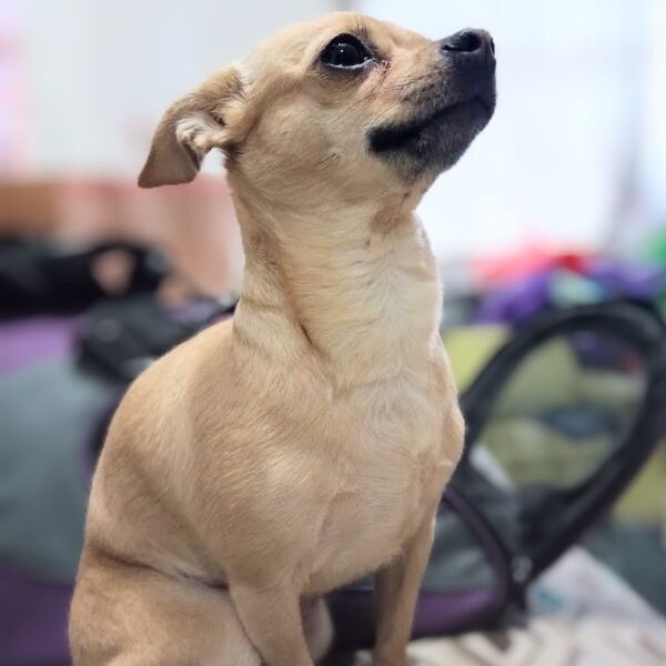 cartel de perro perdido