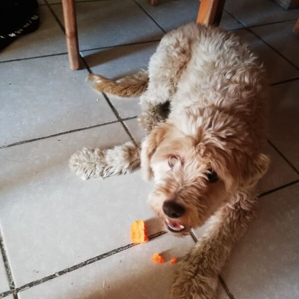 cartel de perro perdido