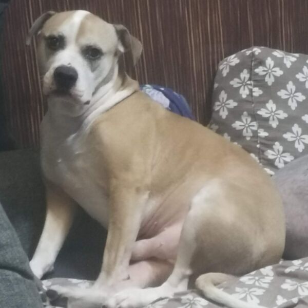 cartel de perro perdido