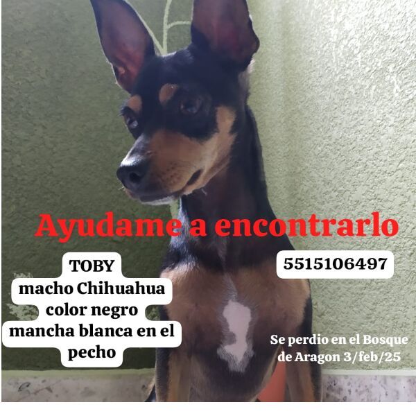 cartel de perro perdido