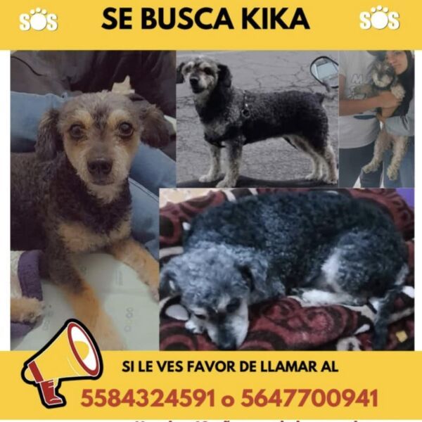cartel de perro perdido