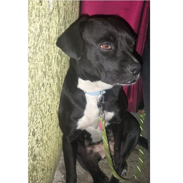 cartel de perro perdido