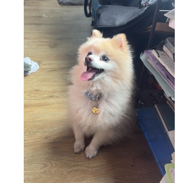 cartel de perro perdido