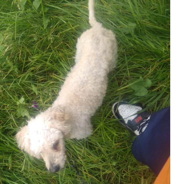 cartel de perro perdido