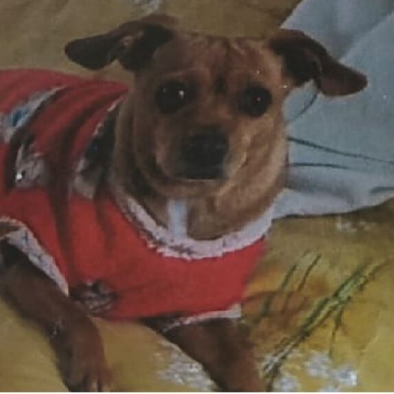 cartel de perro perdido