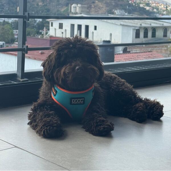 cartel de perro perdido