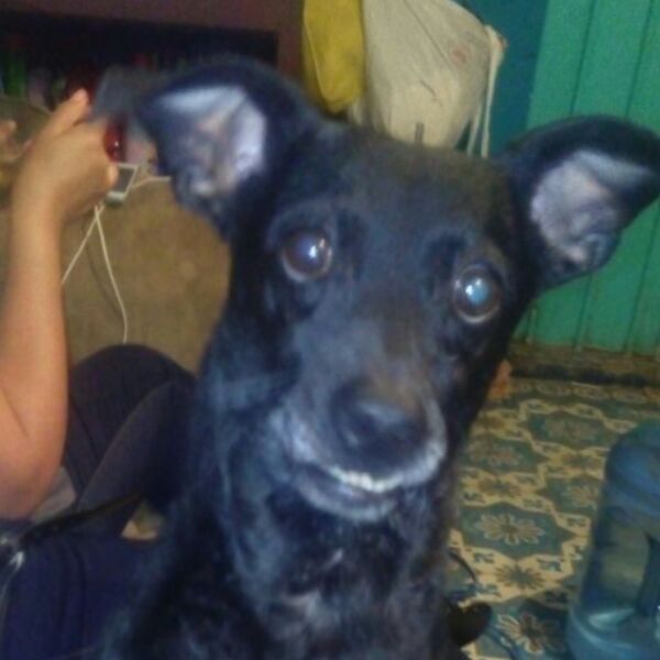 cartel de perro perdido