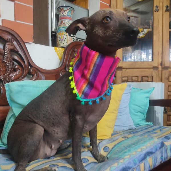 cartel de perro perdido