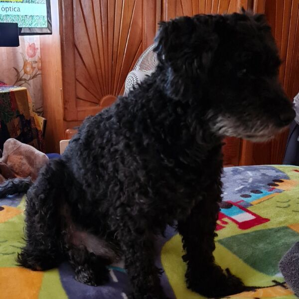 cartel de perro perdido