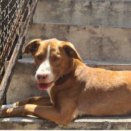 cartel de perro perdido