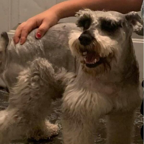 cartel de perro perdido