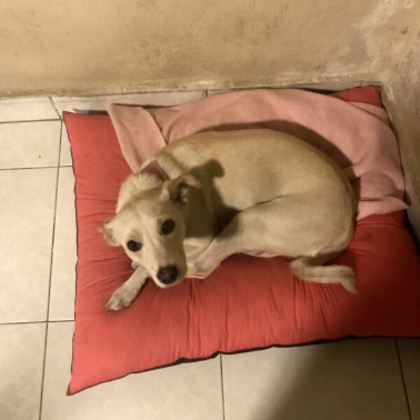 cartel de perro perdido