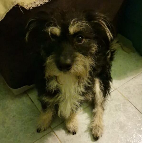 cartel de perro perdido