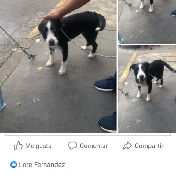 cartel de perro perdido