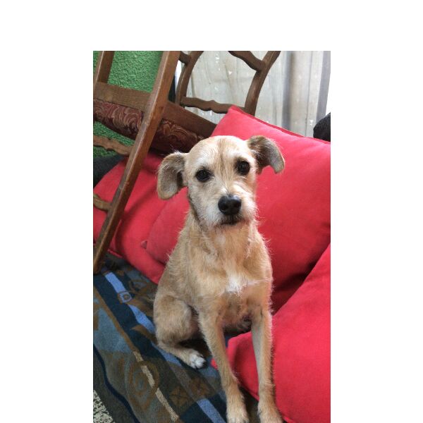 cartel de perro perdido